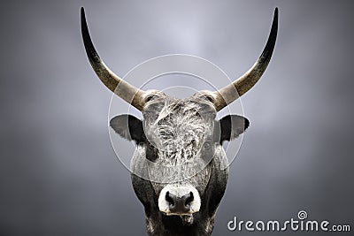 Portrait of a wild forest bull Stock Photo