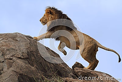 Portrait of wild free roaming african lion Stock Photo