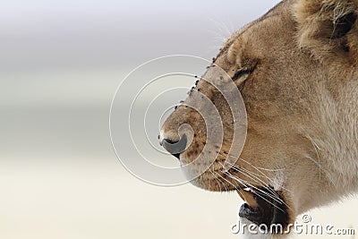 Portrait of wild free roaming african lion Stock Photo