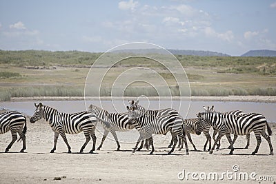 Portrait of wild free roaming zebra Stock Photo