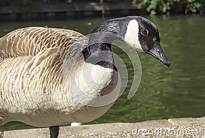 Portrait Of A Wild Goose Stock Photo