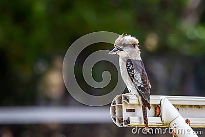 Portrait of a Wild Laughing Kookaburra, Hanging Rock, Victoria, Australia, March 2019 Stock Photo