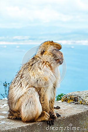 Portrait of a wild male macaque Stock Photo