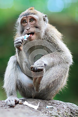 Portrait of wild monkey Stock Photo