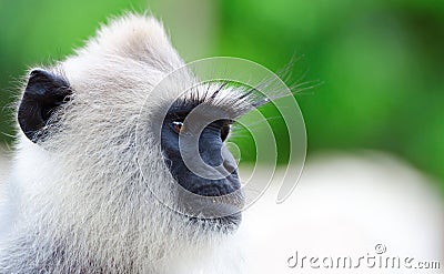 Portrait of wild monkey Stock Photo