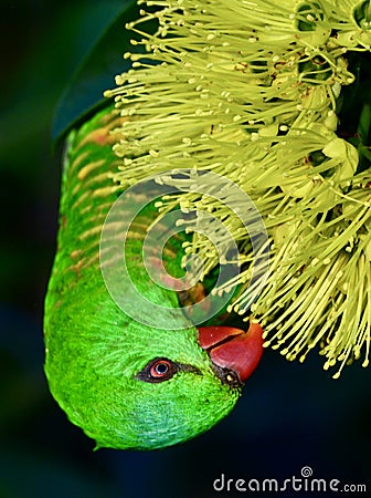 A wild scaly breasted lorikeet in Queensland, Australia Stock Photo