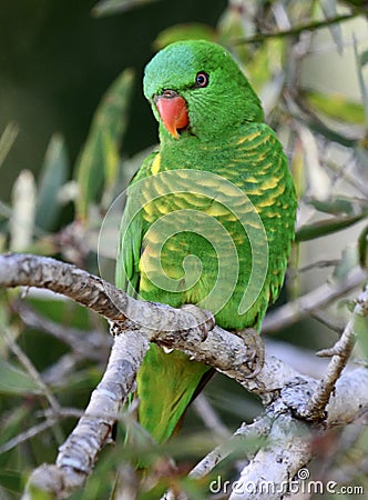 A wild scaly breasted lorikeet in Queensland, Australia Stock Photo