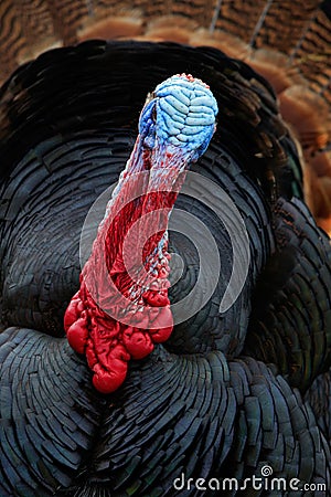 Portrait of Wild Turkey, Meleagris gallopavo, blue and red head Stock Photo