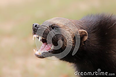 Portrait wild wolverine Stock Photo