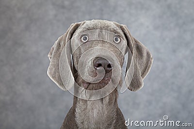 Portrait of Wirehaired Slovakian pointer dog Stock Photo