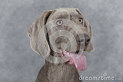 Portrait of Wirehaired Slovakian pointer dog, 5 months old Stock Photo