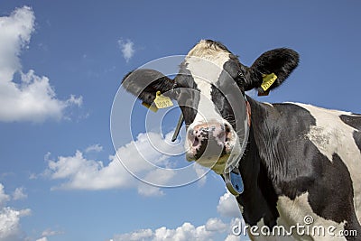 Portrait of a wise mature black-and-white cow, penetrating look, dark dots on her pink nose, part of her collar hanging loose in Editorial Stock Photo