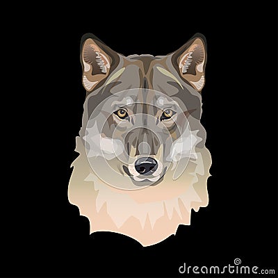Portrait of wolf head Vector Illustration