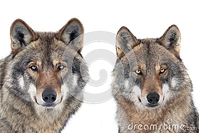 portrait wolf and she wolf isolated on white Stock Photo