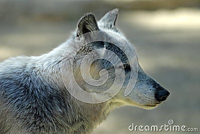 Portrait wolf of Mackenzie Stock Photo