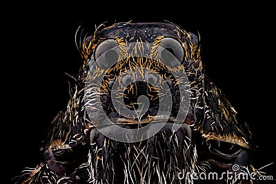 Portrait of a wolf spider Stock Photo