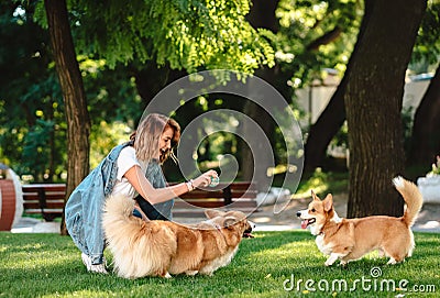 Portrait of woman with dogs Welsh Corgi Pembroke in dog park Stock Photo