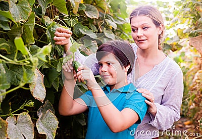 Woman gardener picking cucumbers with little boy together in sunny garden Stock Photo