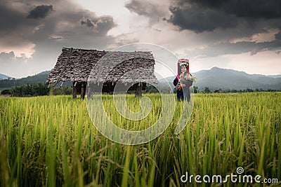Portrait of Woman Tribal Lisu in Traditional Clothing and Jewelry Costume in Rice Fields., Lifestyle of Hill Tribe Girl in The Stock Photo
