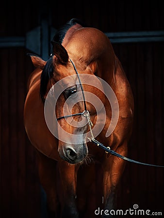 Portrait of wonderful bay arabian horse Stock Photo
