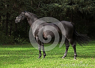 Portrait of wonderful black sportive stallion Stock Photo