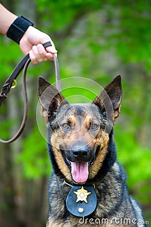 Portrait of working police dog Stock Photo