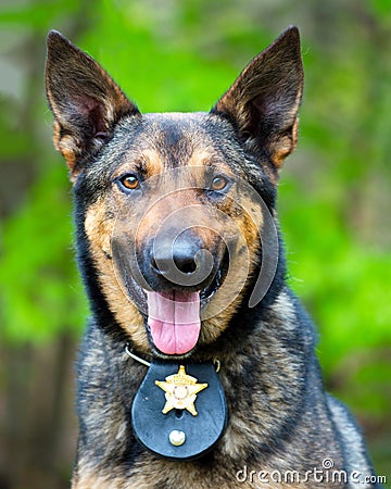 Portrait of working police dog Stock Photo