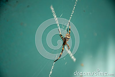 Portrait of "Argiope keyserlingi" spider on blue background . Spider web Stock Photo