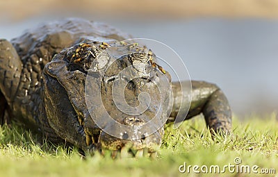 Portrait of a Yacare caiman on a river bank Stock Photo