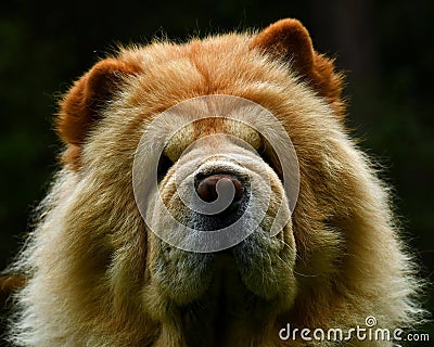Portrait of a 9 year old male Chow Chow Stock Photo