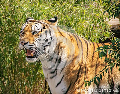 Portrait of ussurian tiger Stock Photo
