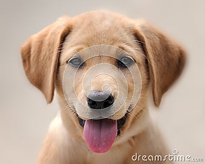 Portrait of a Yellow Labrador Puppy Stock Photo