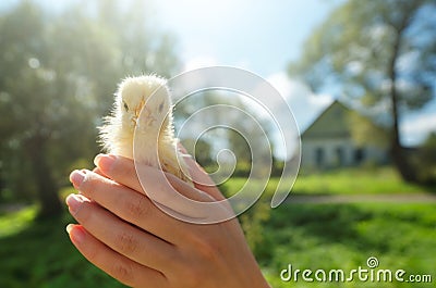 Portrait yellow of little chicken in hand on village background Stock Photo