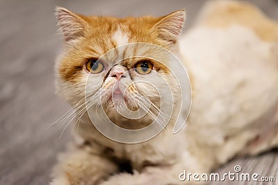 Portrait of yellow short-haired exotic cat Stock Photo