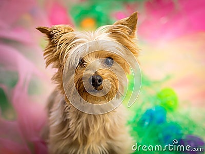 Portrait of Yorkie on colorful Easter background Stock Photo