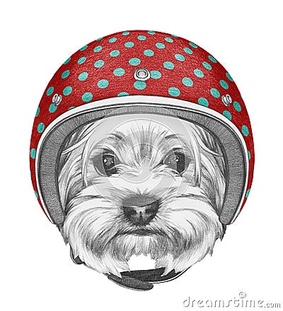 Portrait of Yorkshire Terrier with Helmet. Cartoon Illustration