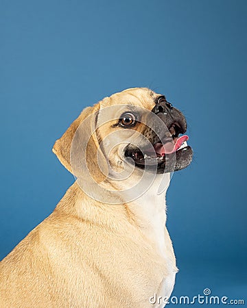 Portrait of young adorable happy puggle Stock Photo