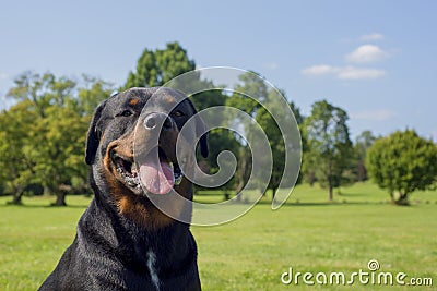 Portrait of young adult rottweiler dog with happy expression Stock Photo