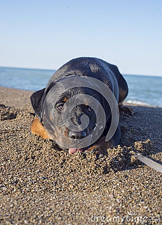 Portrait of young adult rottweiler dog sitting on a sandy beach Stock Photo