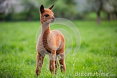 Portrait of a young Alpaca Stock Photo