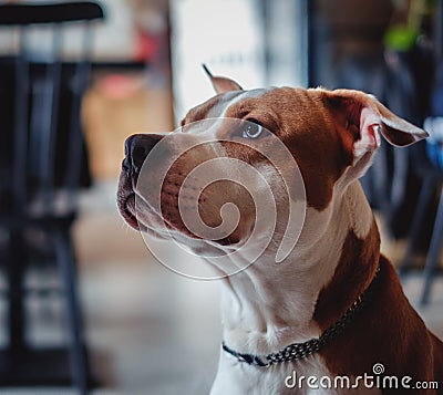 Portrait of a young amstaff dog Stock Photo
