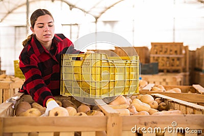 Woman farmer sorting fresh pumpkins Stock Photo