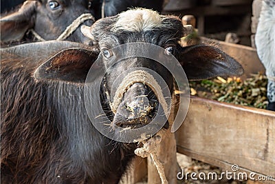 Head shot of the young buffalo Stock Photo