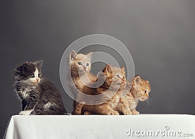 Portrait of young cats group . Studio shot Stock Photo