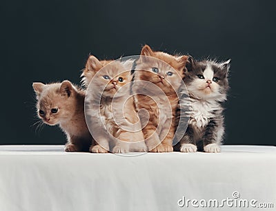 Portrait of young cats group . Studio shot Stock Photo