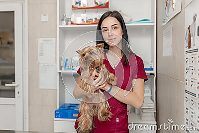 Portrait of young caucasian woman veterinary doctor hold yorkshire terrier Editorial Stock Photo