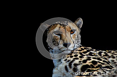 Portrait of a young Cheetah isolated in black background taken in Kruger national park South Africa during safari Stock Photo