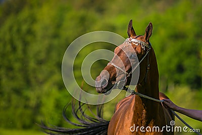 Portrait of young chestnut stallion of Akhal teke breed Stock Photo