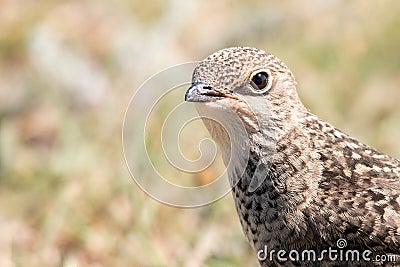 Portrait of Young Collared Pratincole Glareola pratincola. Close up Stock Photo