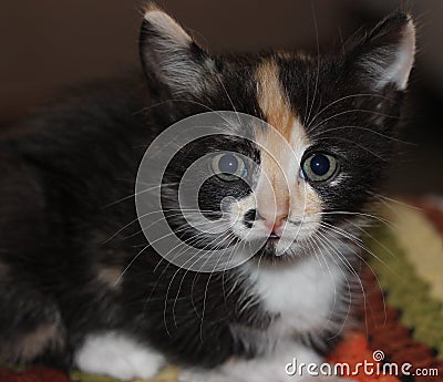 Portrait of a young colorful kitten in a home environment Stock Photo